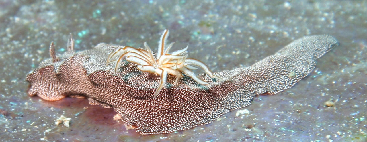 Glossodoris stellatus